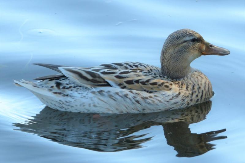 Foto van Bartmanzboot - praten op het water