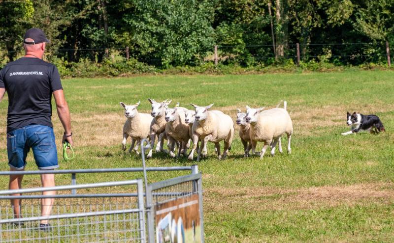 Foto van LLanfarian Events
