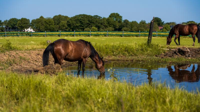 Video van Het Vakwerkhuys van De Smockelaer