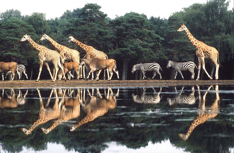 Safari Meeting Centre - in Koninklijke Burgers' Zoo, Arnhem